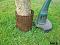 Treeprotect boomstambescherming